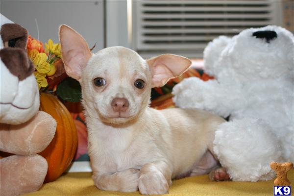 Puppies in Shreve